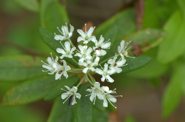 Labrador tea adaptations in the tundra