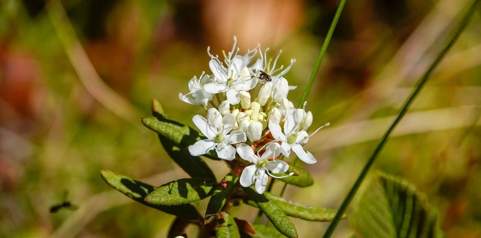 Labrador tea adaptations in the tundra