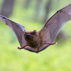Bats fledermaus flaggermus hibernate gisler holdes doityourself netzwerk dagbladet act stuttgarter rabia fledermäuse forschung