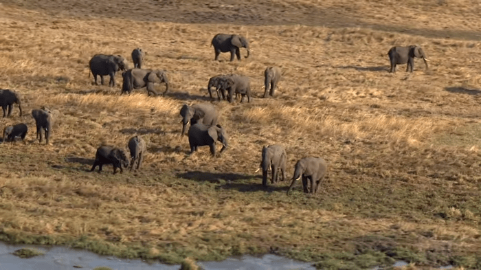 The great elephant census answers