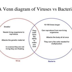 Viruses bacteria venn diagram