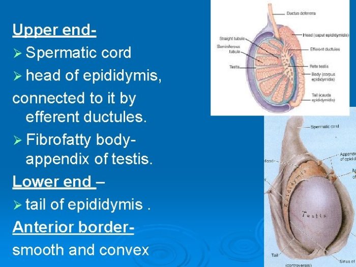 Label the testis and spermatic cord