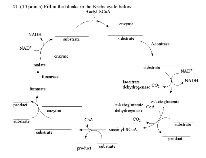 Krebs cycle fill in the blank